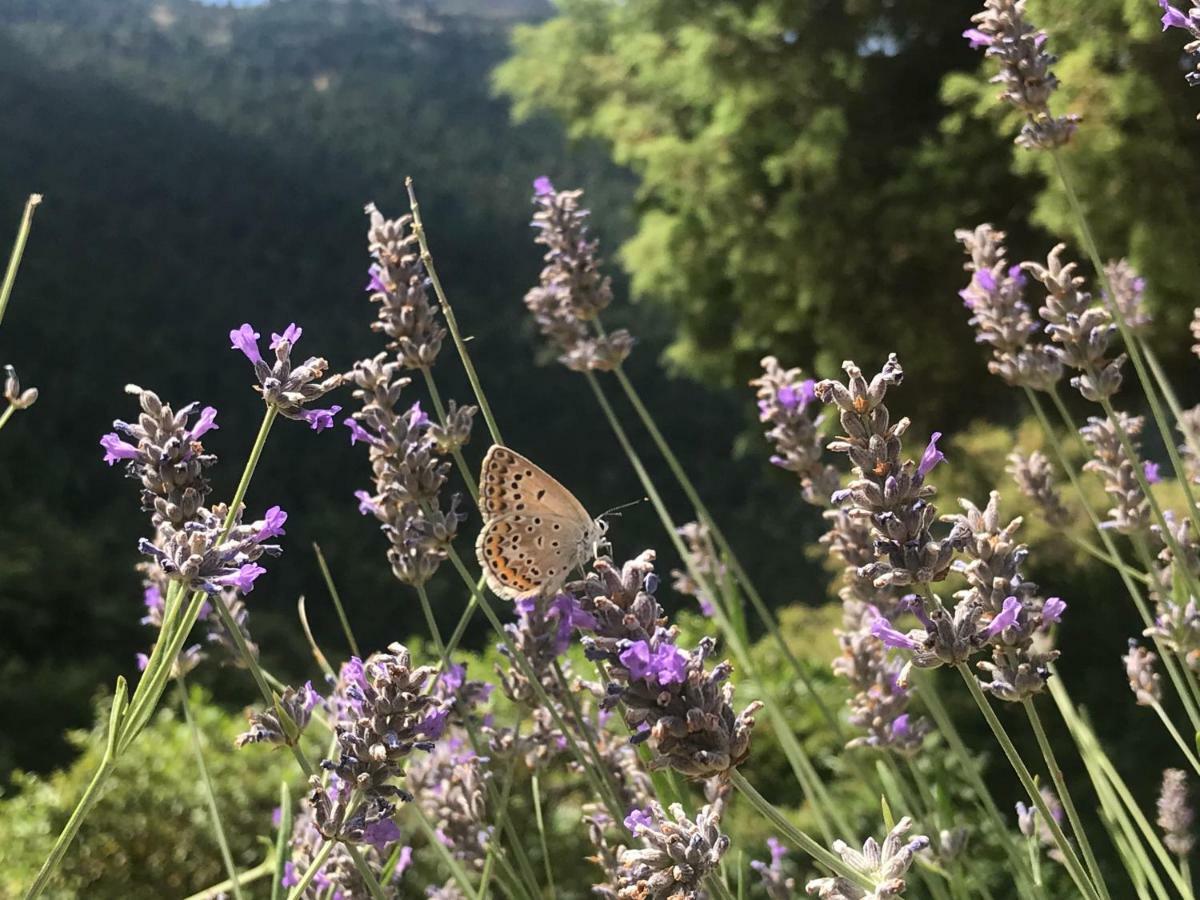 Salet Στο Δασοσ Villa Калаврита Екстериор снимка